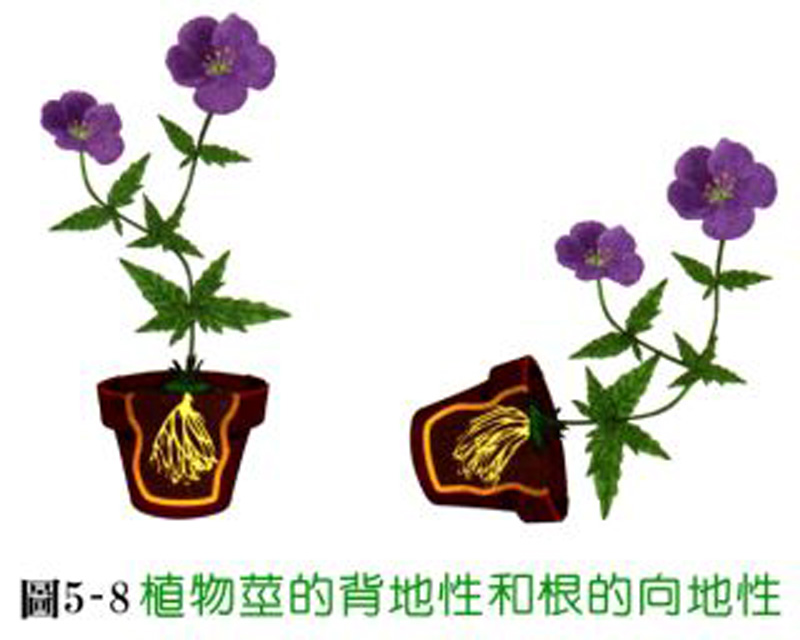  p>背地性,又称负 a target="_blank" href="/item/向地性/7478339"