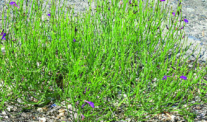  p>野胡麻属( a target="_blank" href="/item/学名/8074290" data