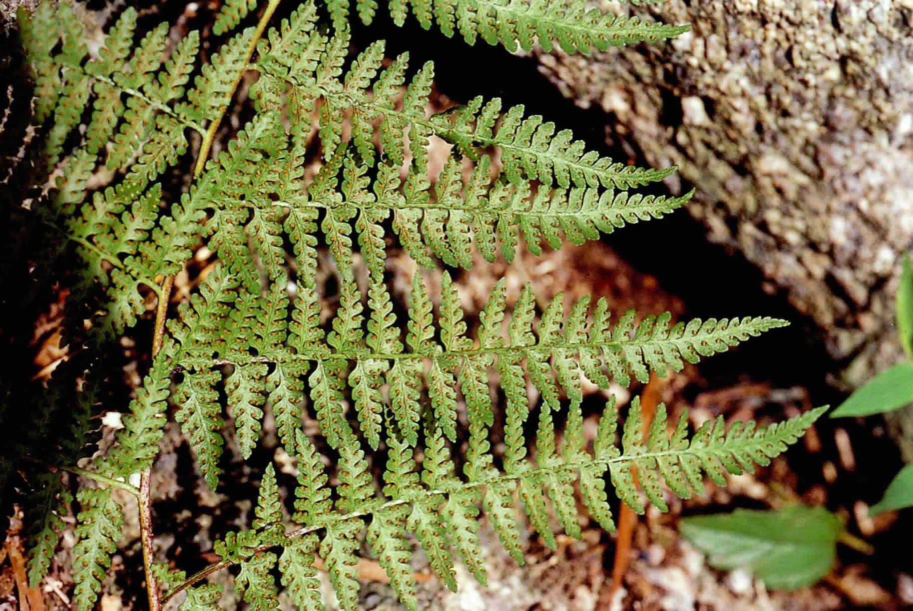 ex kuhn)是碗蕨科鳞盖蕨属植物,长托鳞盖蕨,匍匐茎,有红棕色硬毛.