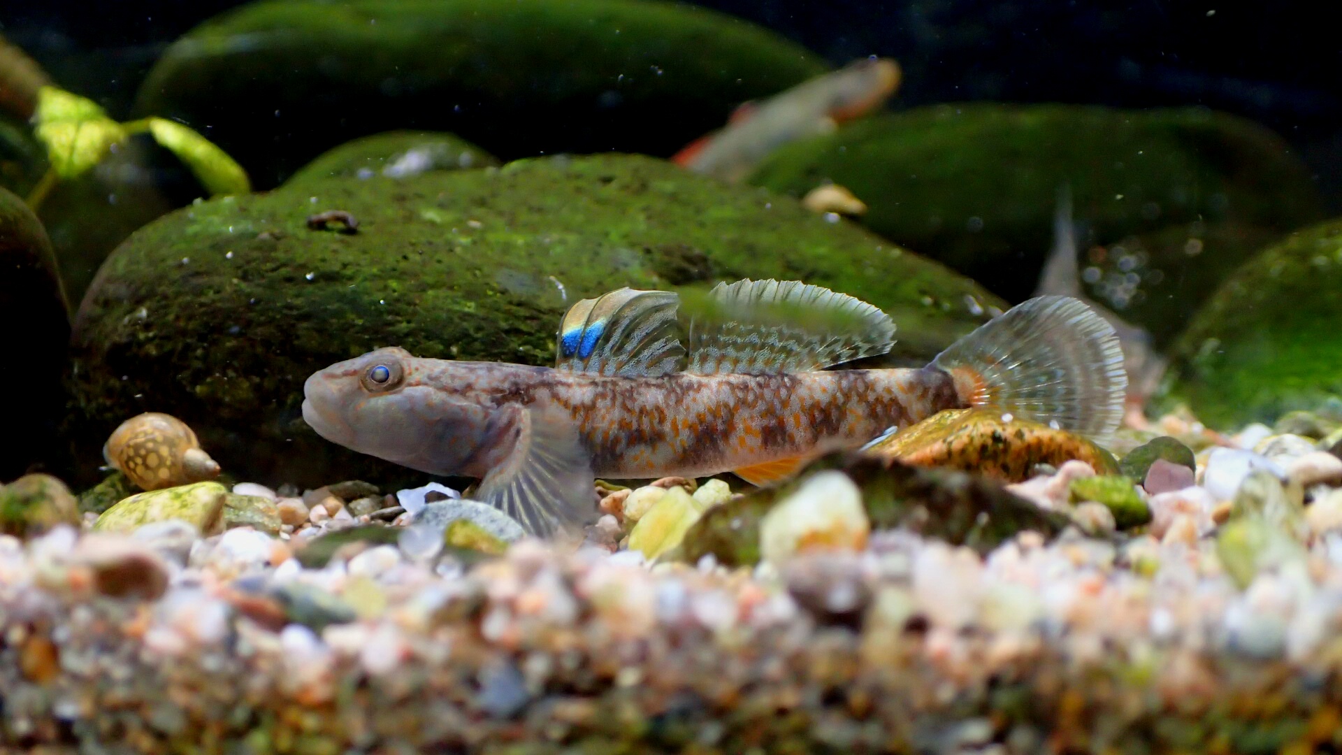  p>神农吻鰕虎鱼(神农吻虾虎鱼)的中文目名是鲈形目.