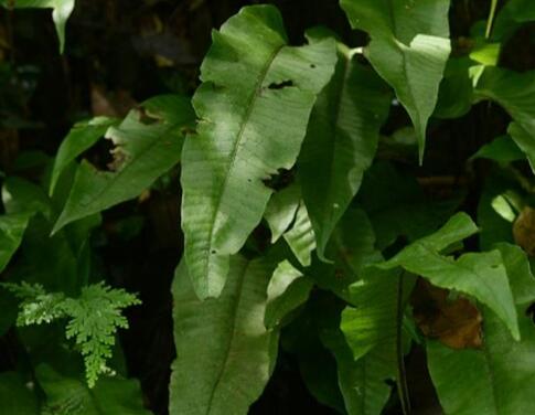  p>盾蕨(学名: i>neolepisorus ovatus /i> (bedd.