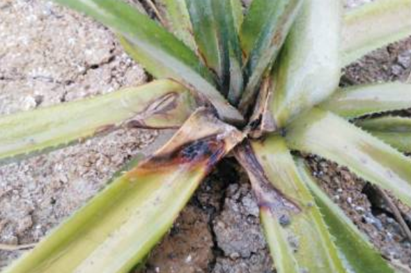 href="/item/菠萝/220259" data-lemmaid="220259">菠萝 /a>的病害