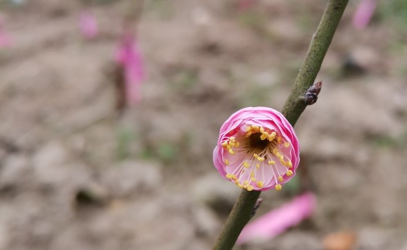  p data-id="gnbu34pduk">别角晚水,属梅花品系中真梅系直脚梅类(var.