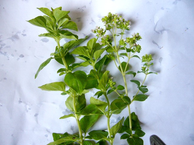 是唇形科牛至属的多年生草本植物.