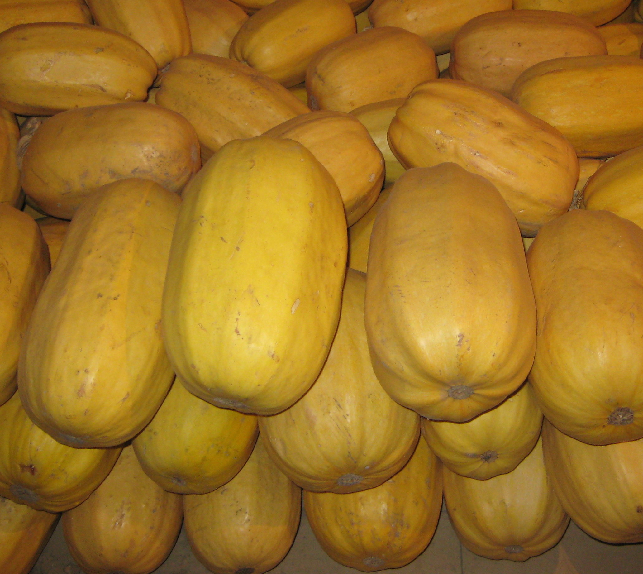  p data-id="go16a5aya9">金公主又名金丝瓜,搅丝瓜,金丝角瓜,四季美