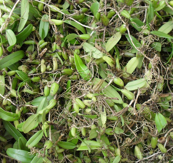  p data-id="tzbjrvhstbar">石仙桃( i>pholidota chinensis /i>