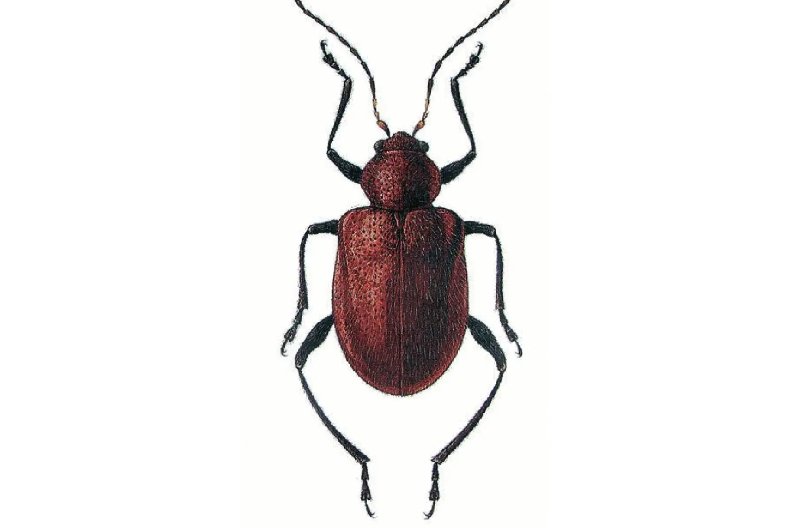 棕红厚缘肖叶甲