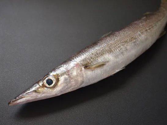  p>日本金梭鱼,俗称大眼梭子鱼,竹尖,尖梭,属于 a target="_blank"