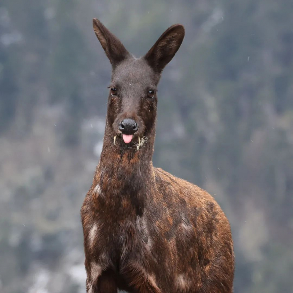  i>moschus fuscus /i>)是鹿科,麝属动物