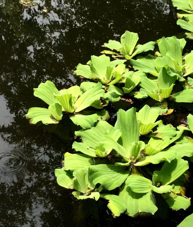 大薸 种在水中的大白菜 百科ta说