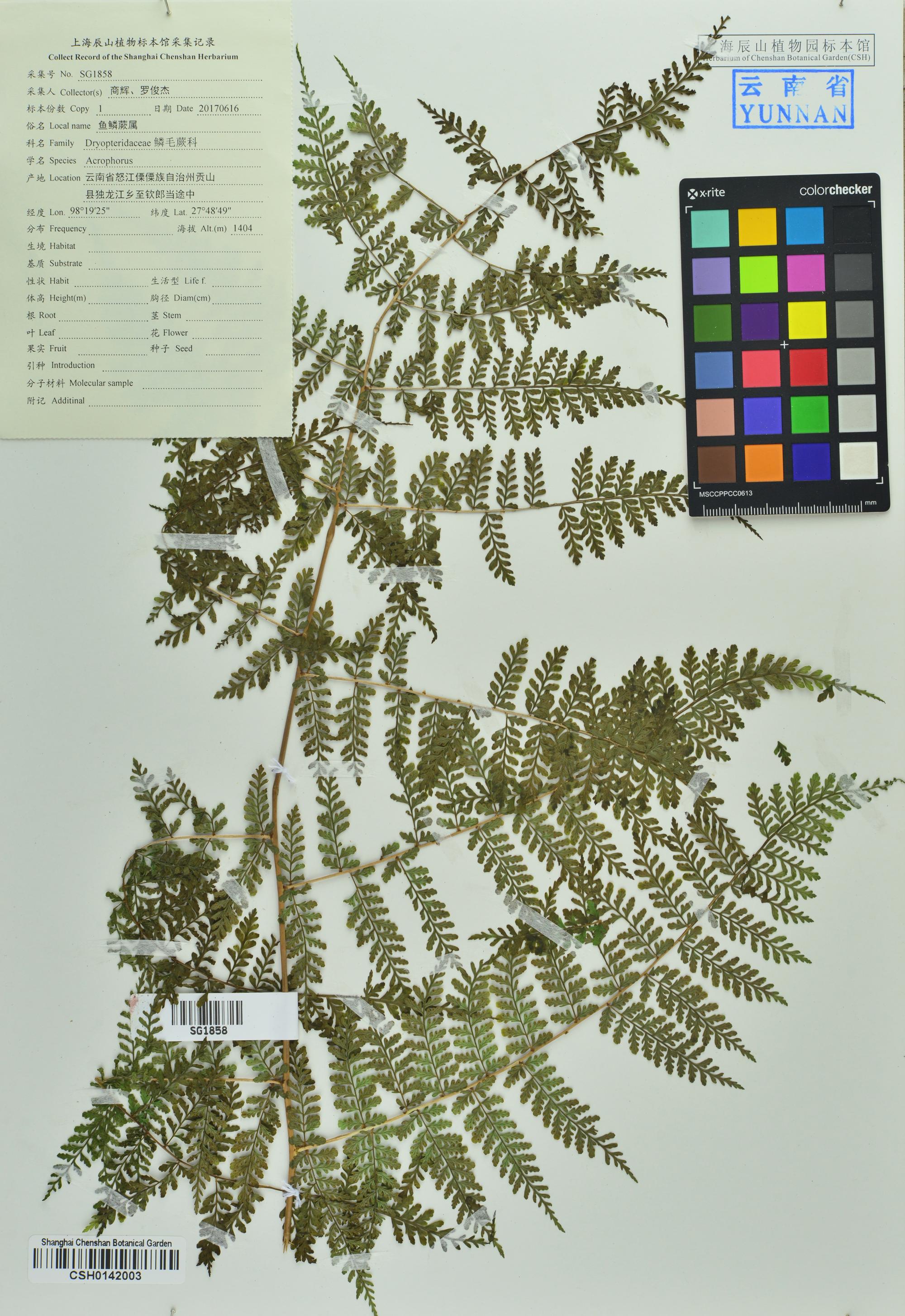  p>素功鳞毛蕨(学名: i>dryopteris wusugongii /i> li bing zhang)是