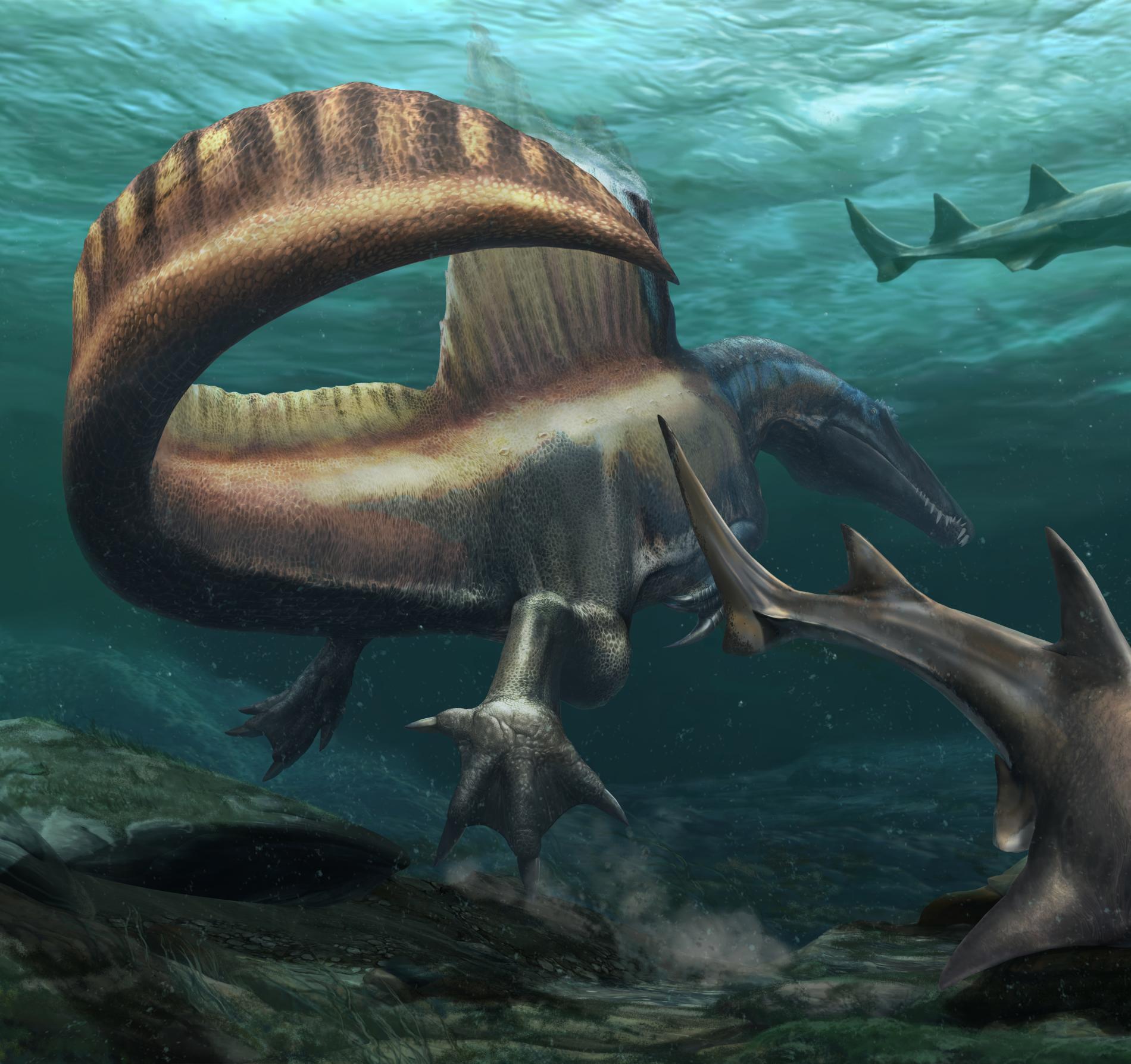  p>棘龙,一般指棘龙属(拉丁学名:spinosaurus,意为「有棘的蜥蜴」)