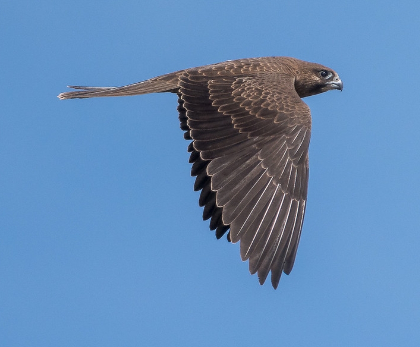  p>黑隼(学名: i>falco subniger /i>):是隼科,隼属的一种猛禽.