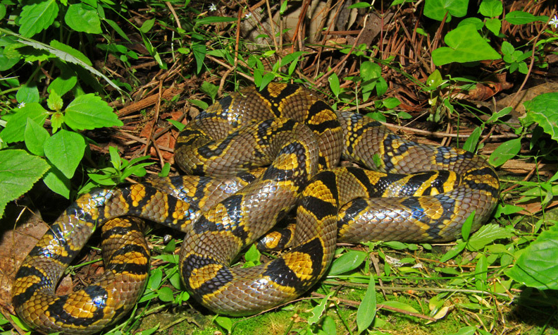 蛇(学名:euprepiophis mandarinus)是游蛇科,锦蛇属小型无毒蛇