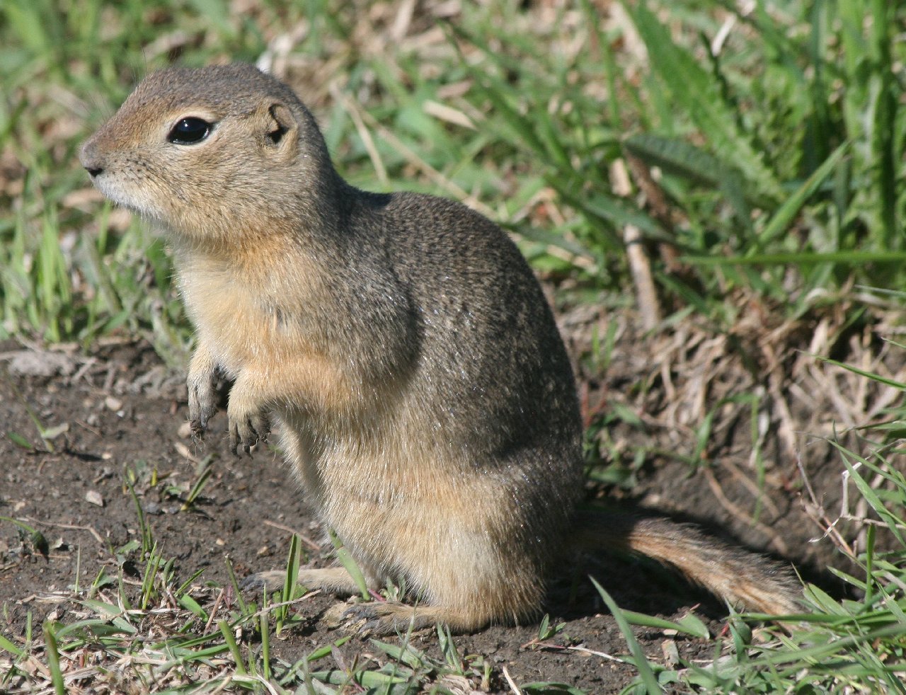 长尾黄鼠天山亚种