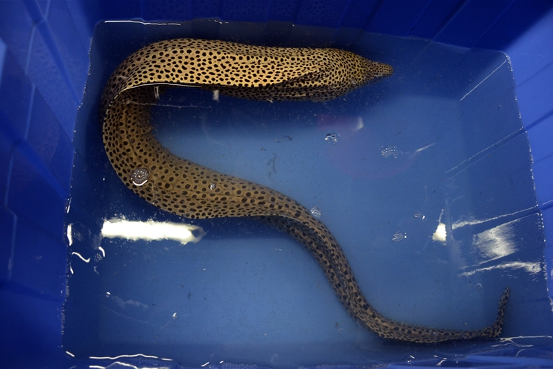 合鳃鳝目(synbranchiformes) a target="_blank" href="/item/硬骨鱼