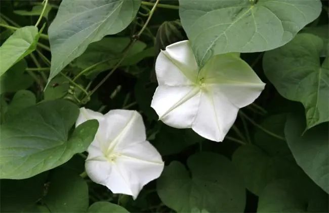 月光花，在最短暂的生命里，遇见你，爱上你｜花名册No.00210_百科TA说