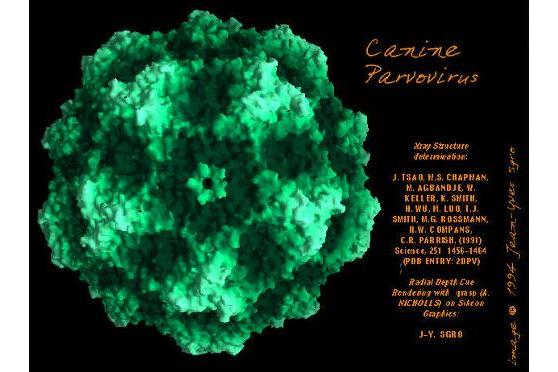 病毒/8470272" data-lemmaid="8470272">猪细小病毒 /a>病(porcine