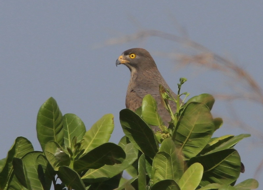  p>蝗鵟鹰(学名: i>butastur rufipennis /i>):是鹰形目,鹰科,鵟鹰属