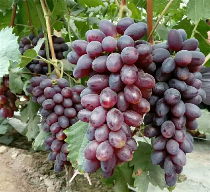 lemmaid="3173500">山梨县 /a>用kubel muscat与甲斐露杂交选育而成