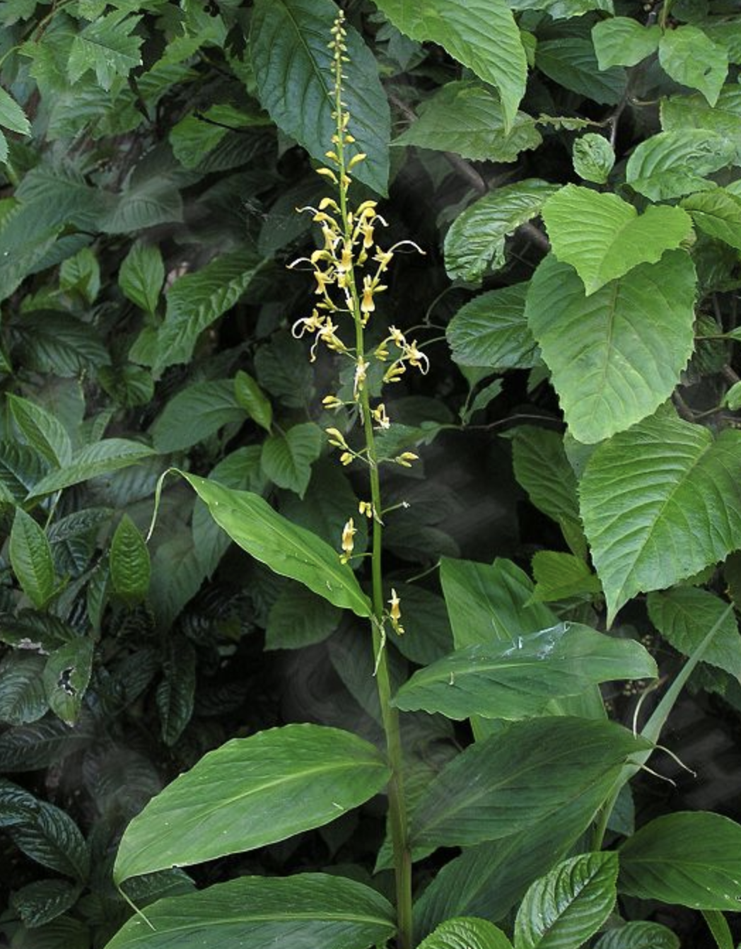  p>舞花姜(学名: i>globba racemosa /i> smith)是姜科,舞花姜属