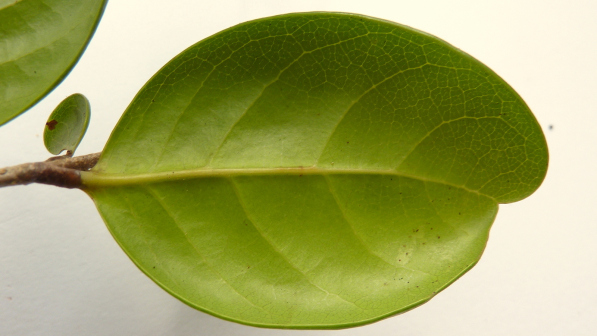 Licania littoralis_百度百科