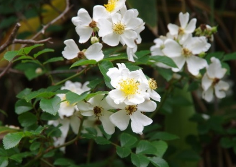  p>富士山蔷薇(学名: i>rosa /i>  i>fujisanensis /i> makino)是 a