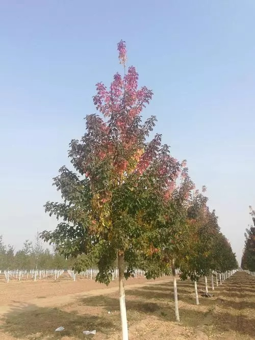 梣叶槭，一百多年前来到中国，果实可爱犹如小飞刀_百科TA说