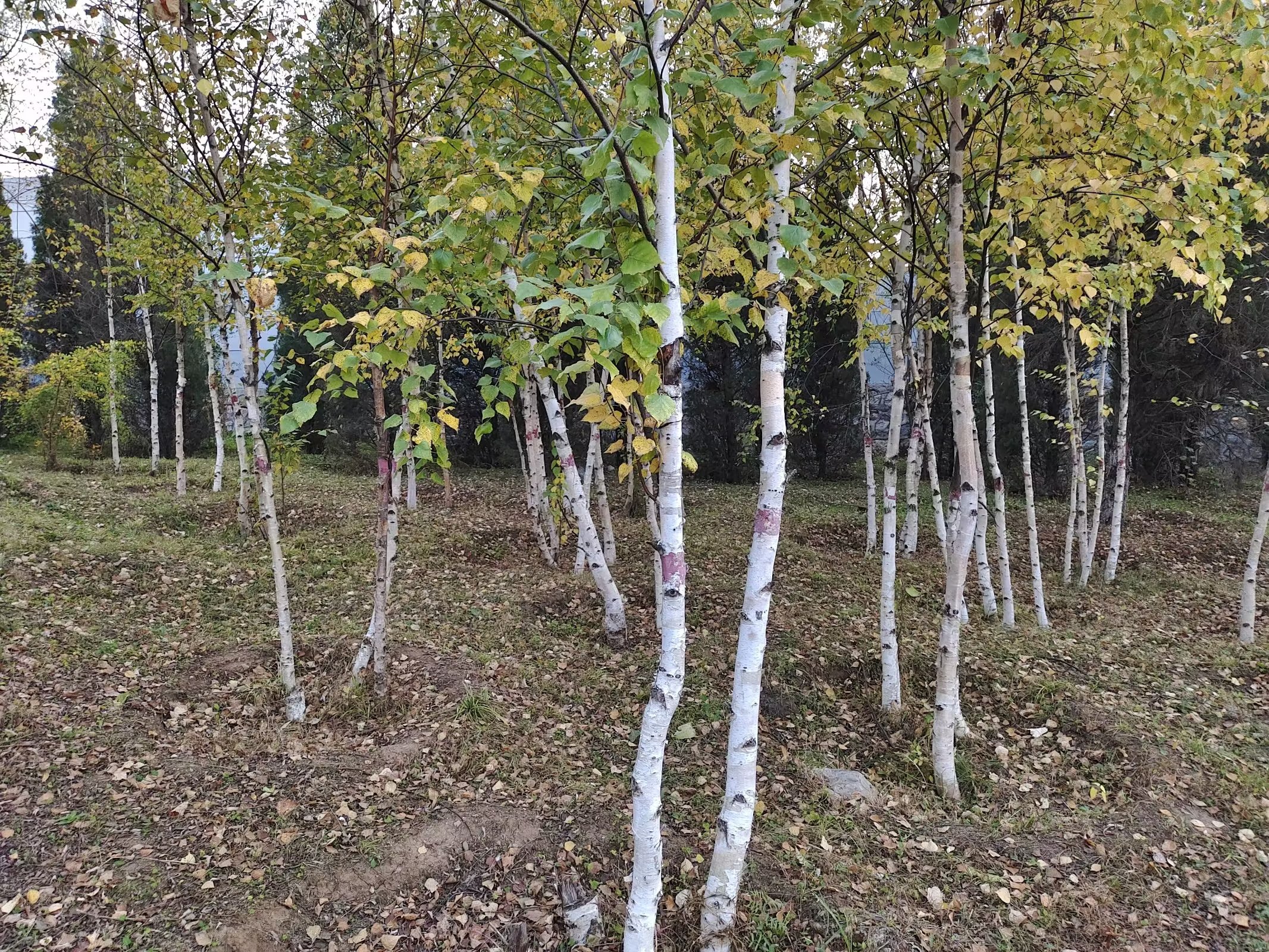  p>桦树是桦木属植物的通称.