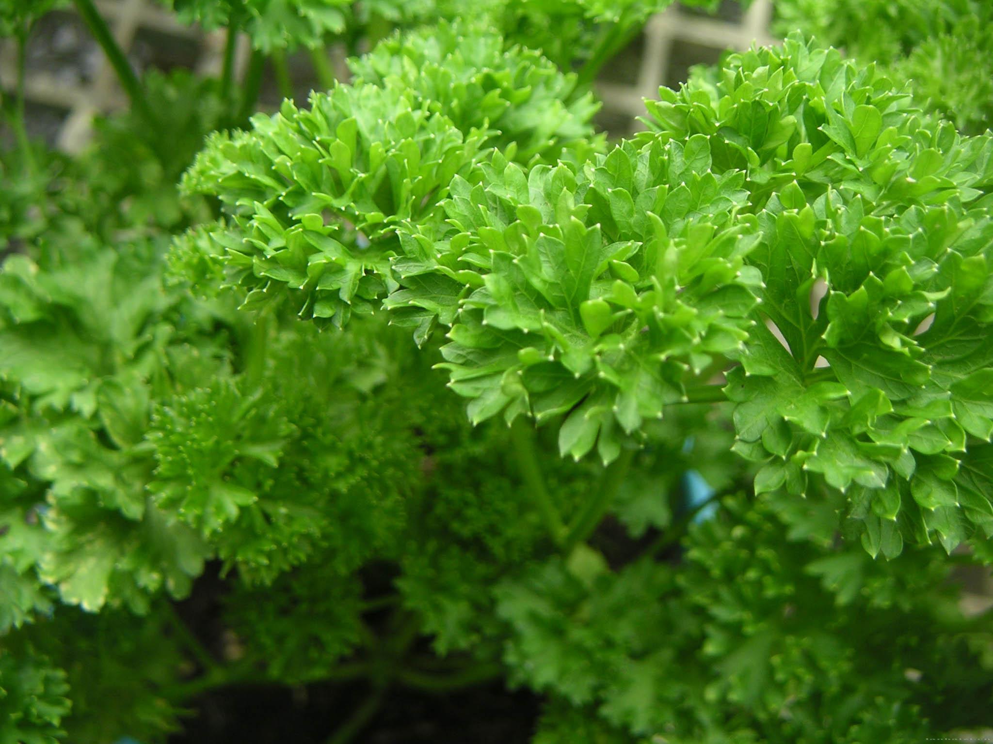  p data-id="gnwz8y2n7t">欧芹( i>petroselinum crispum /i> (mill.