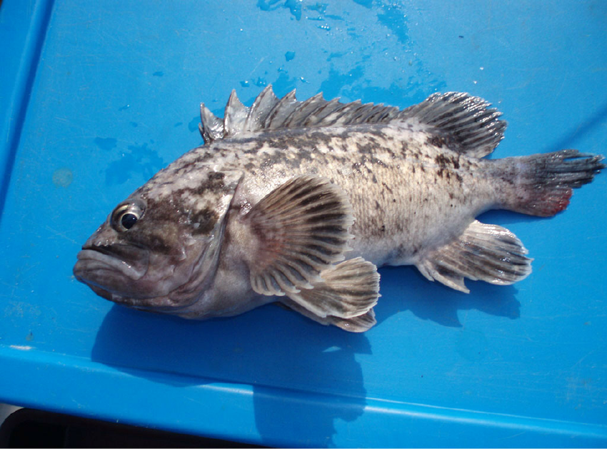  p>许氏平鲉(学名: i>sebastes schlegelii /i>)是平鲉科,平鲉属鱼类.