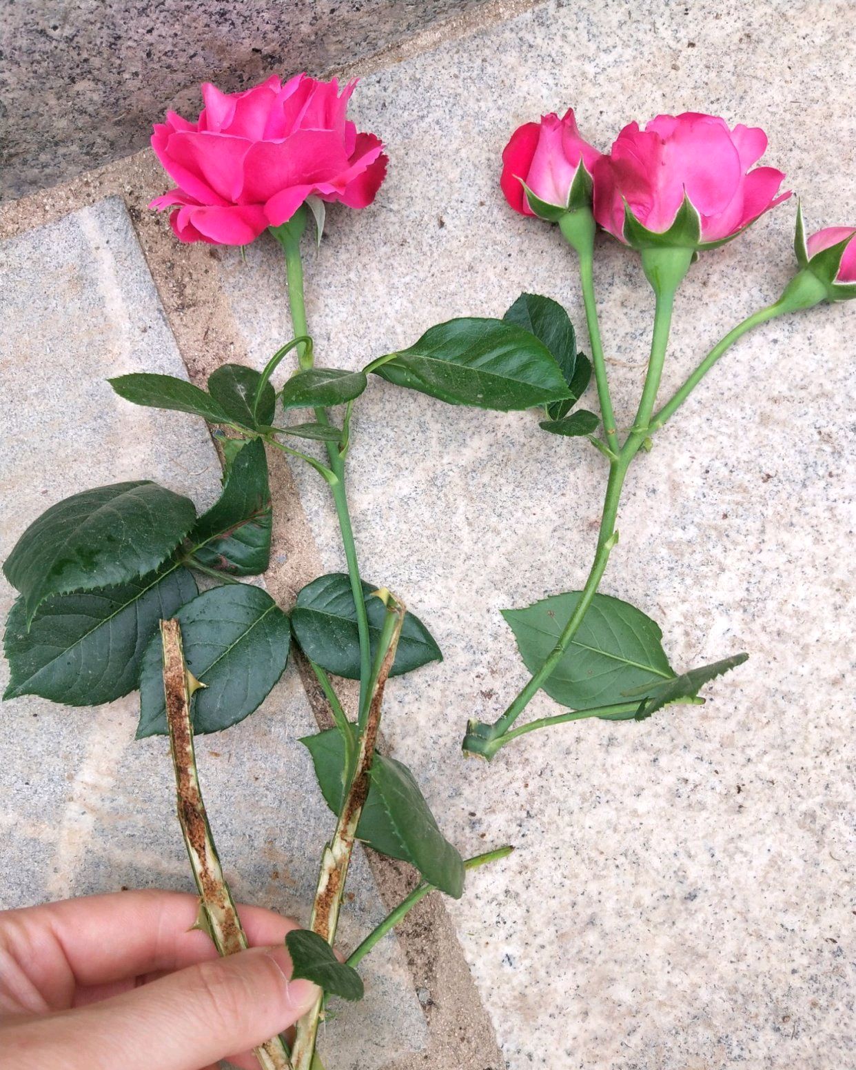 不认识可恶的月季花茎蜂？花匠一步步揭开月季茎蜂的面纱，大爱了_百科TA说