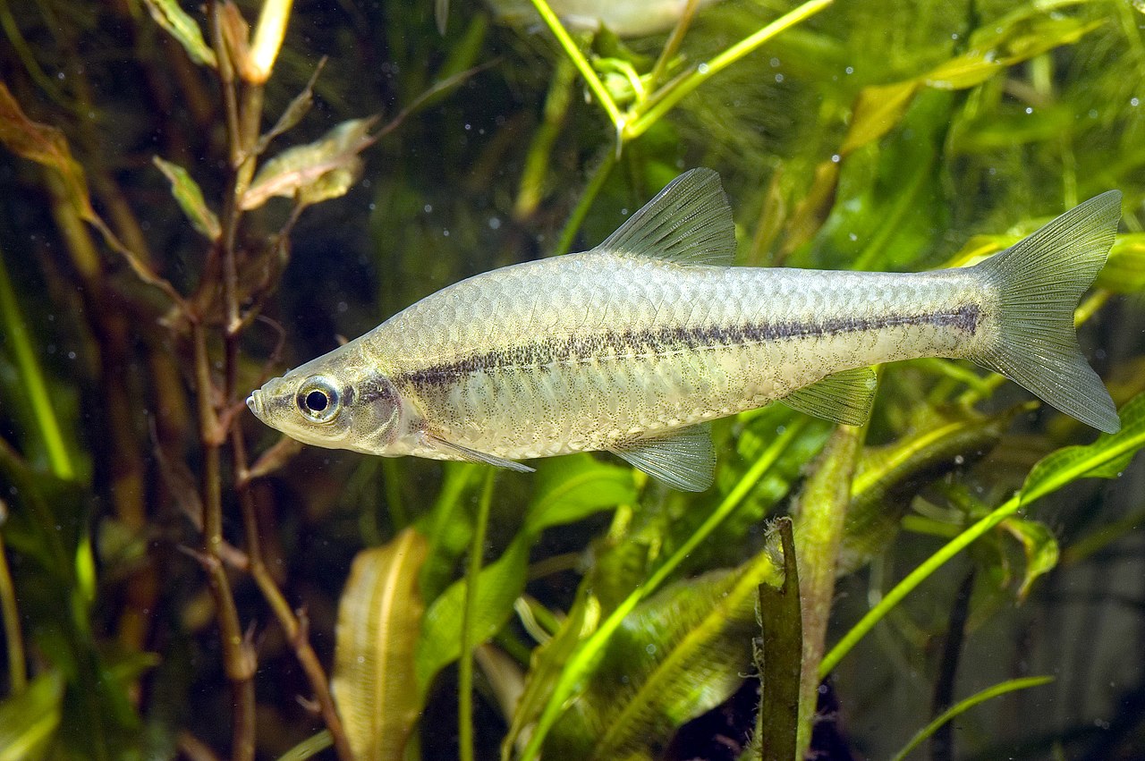 体细长,稍侧扁,尾柄较长,腹部圆.