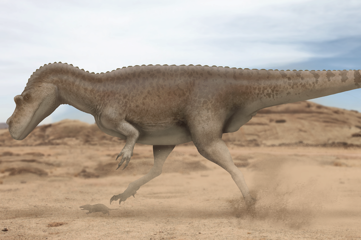 >角鼻龙下目 /a>的一属 a target="_blank" href="/item/恐龙/139019"