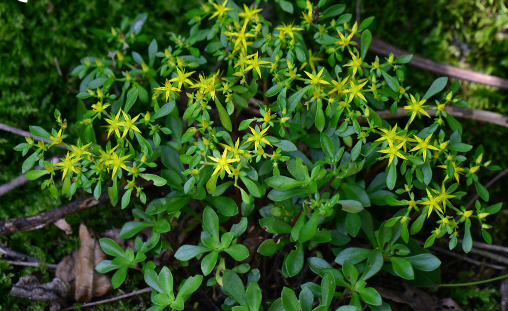  p>东南景天(学名: i>sedum alfredii /i> hance)是景天科,景天属植物