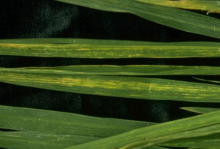 小麦条纹叶枯病