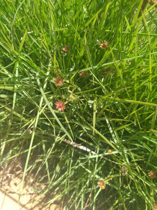 Chrysanthellum americanum_百度百科