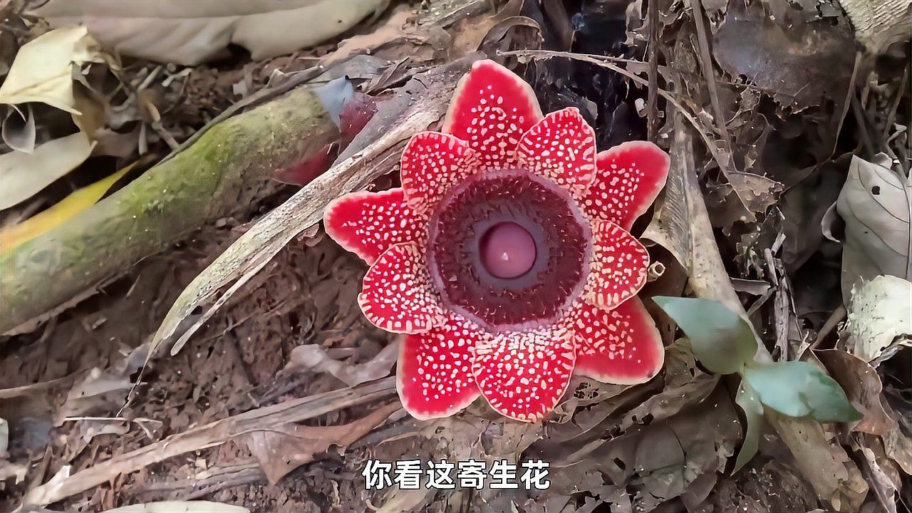 寄生花（大花草科寄生花属植物）_百度百科