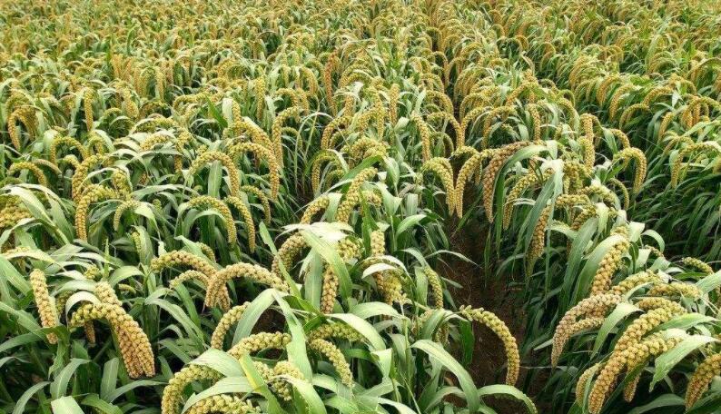 梨孢菌引起的,发生在 a target="_blank" href="/item/谷子/1195518"