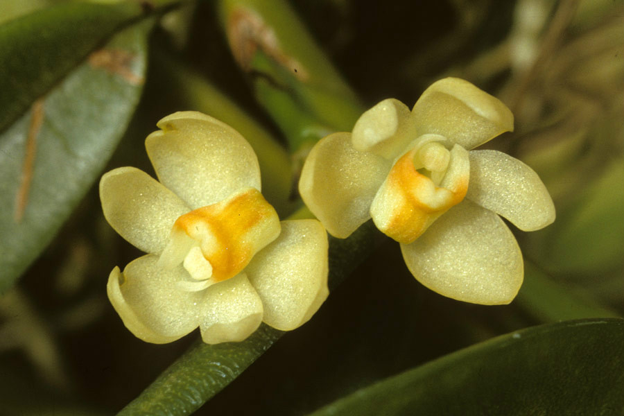 thrixspermum subulatum rchb.f.