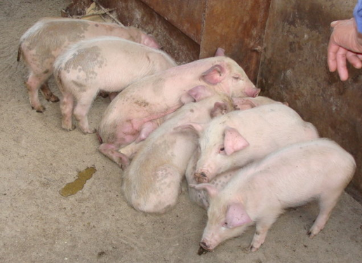  p>猪副伤寒(swine paratyphoid), 又称猪沙门氏菌病swine