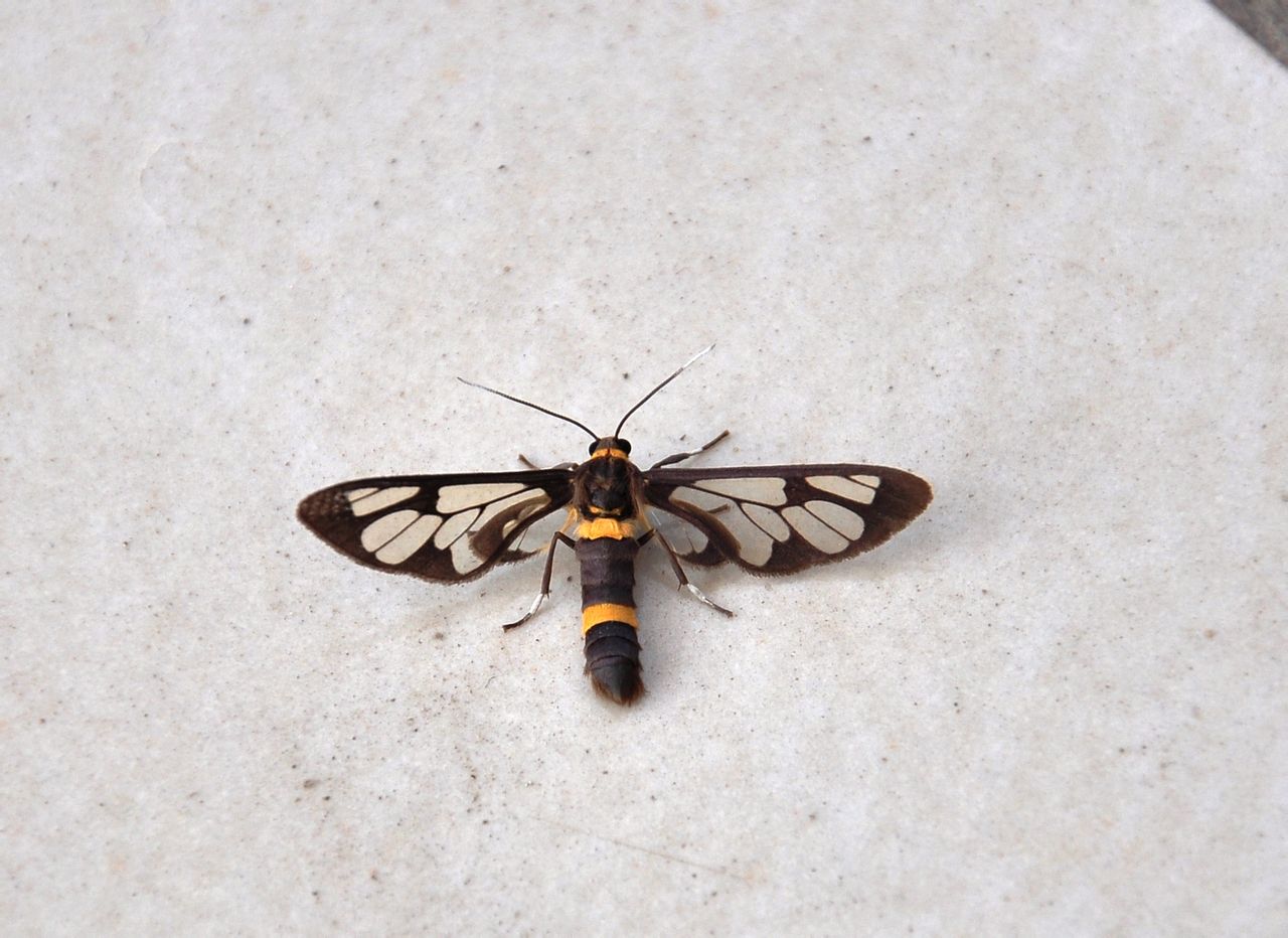  p>葡萄透翅蛾是 a data-lemmaid="1534992">鳞翅目 /a>, a href="#"