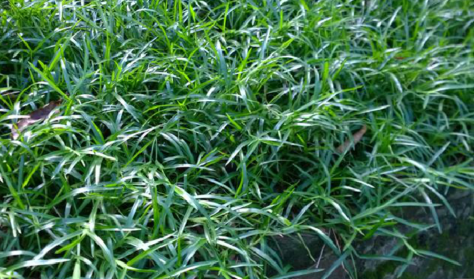  p data-id="gnx0feu2o1">钝叶草属(学名:st