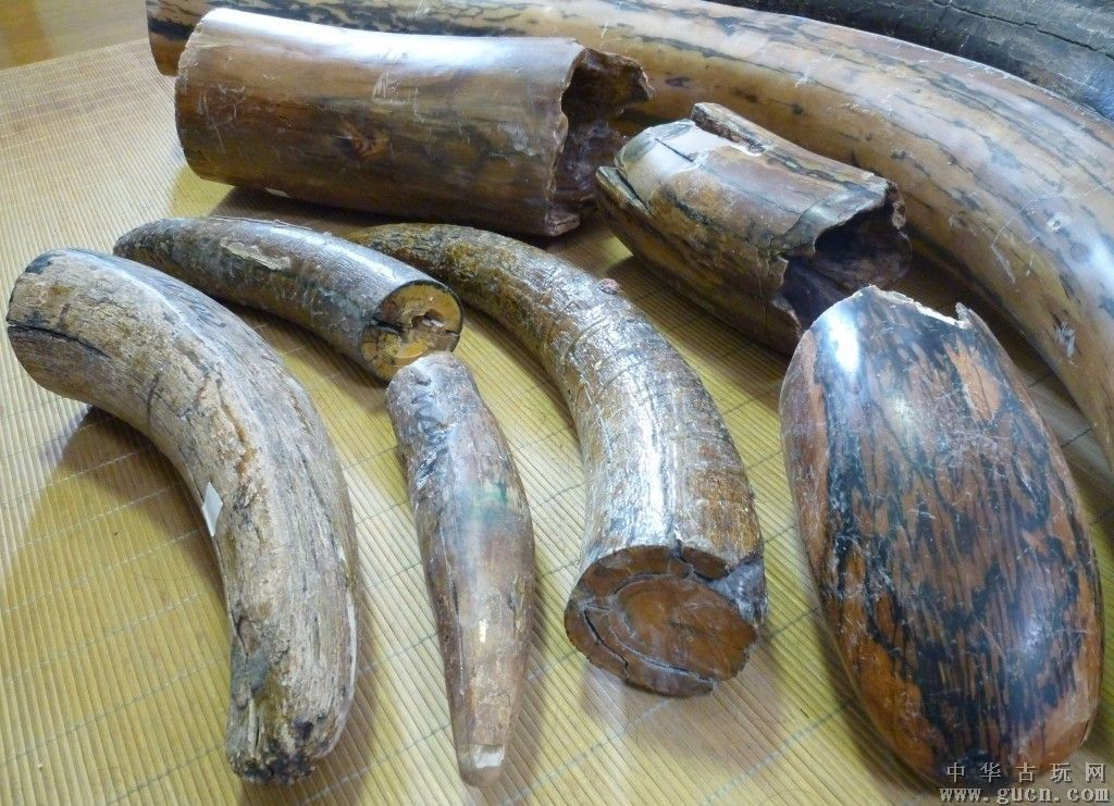  p>猛犸象牙是猛犸象的门牙,俗称古象牙,又叫万年象牙.