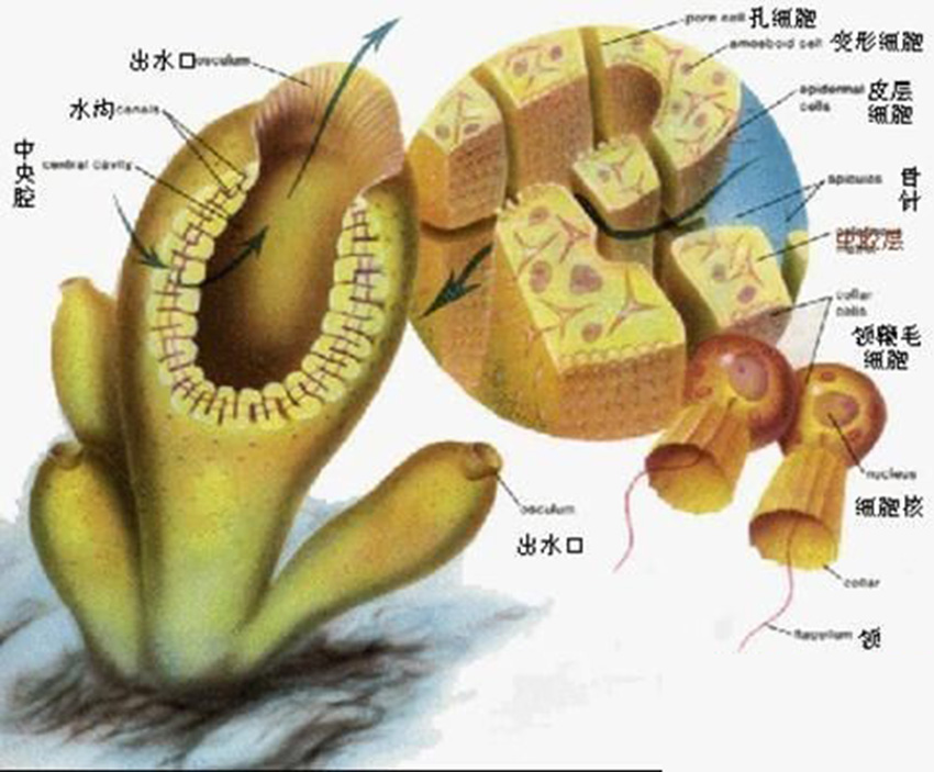 硬海绵类