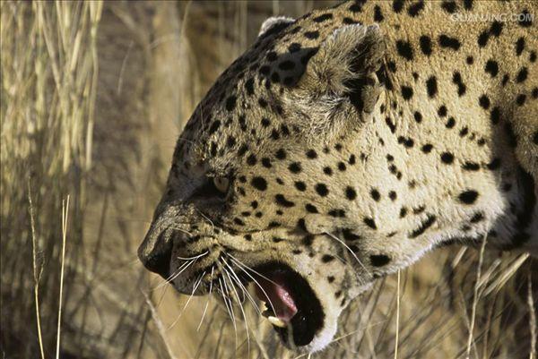 panthera pardus pardus