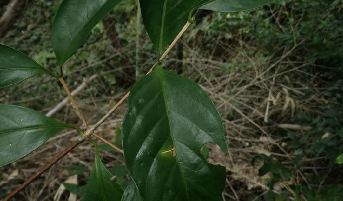  p>狗骨柴属(学名:diplospora)是茜草科下一个属, a target="_blank"