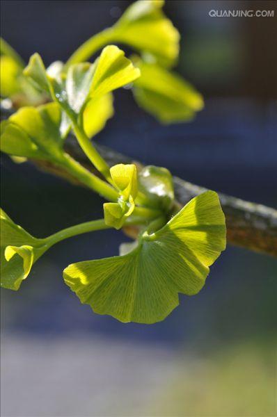  p>银杏(学名: i>ginkgo biloba  /i> l.)是银杏科,银杏属植物.