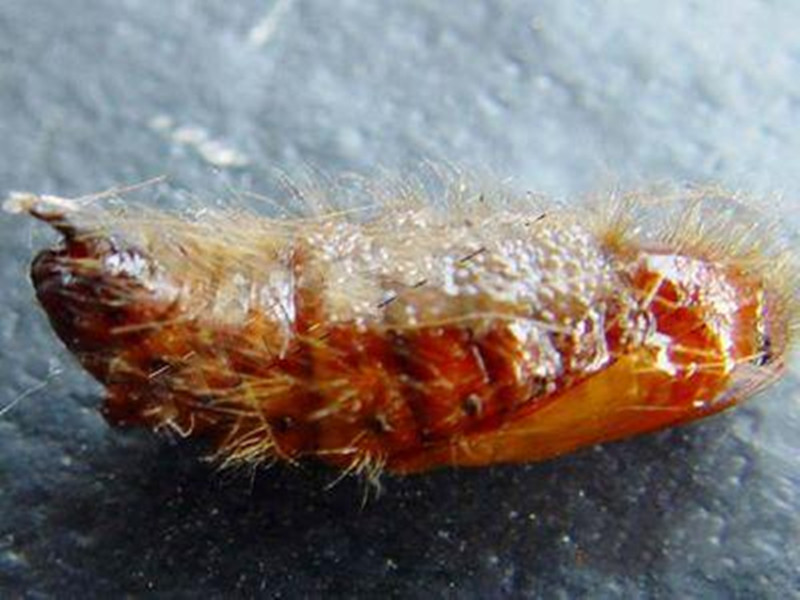 茶树茶叶白毒娥