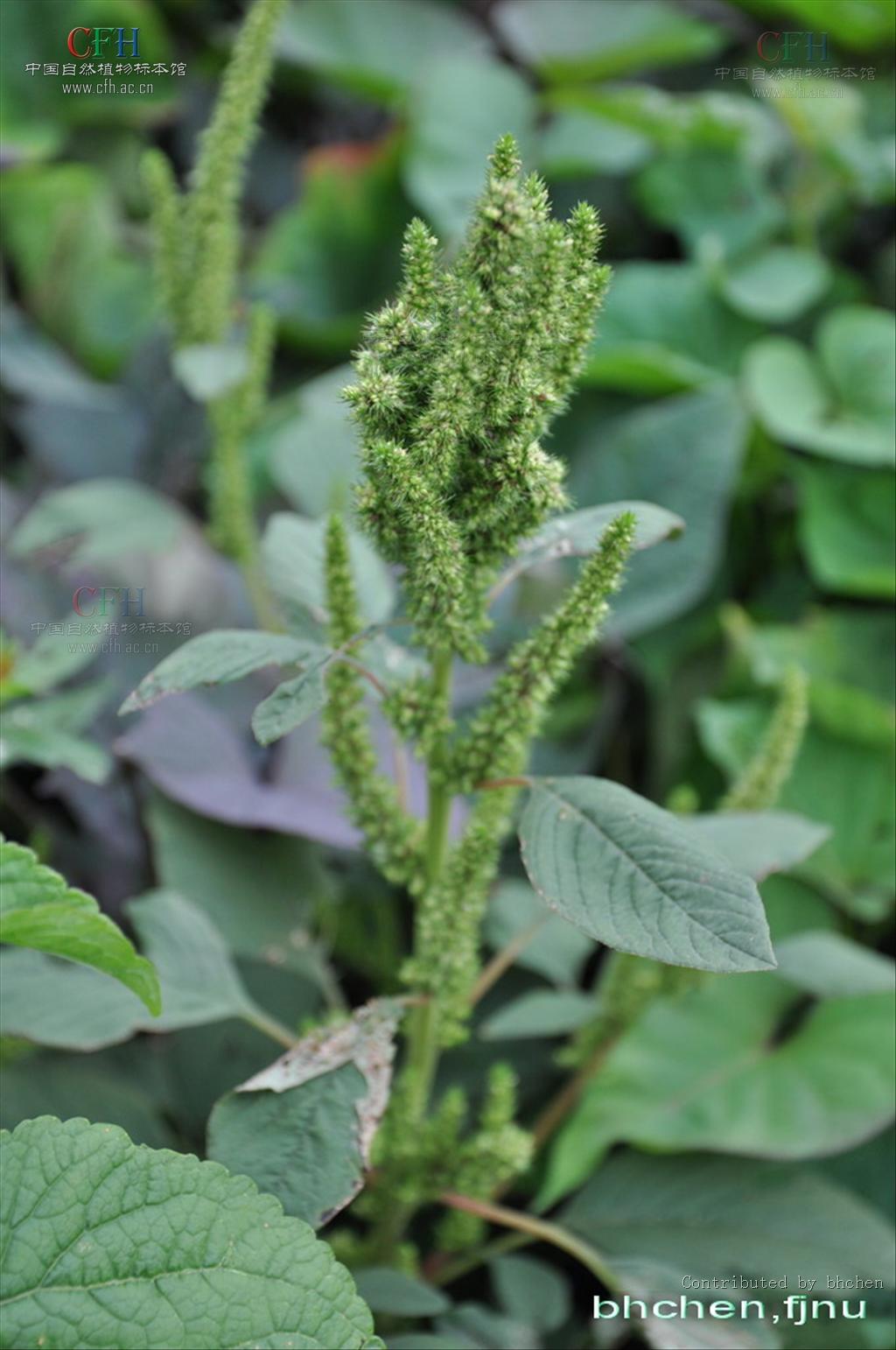 p>绿穗苋(学名: i>amaranthus hybridus /i> l.